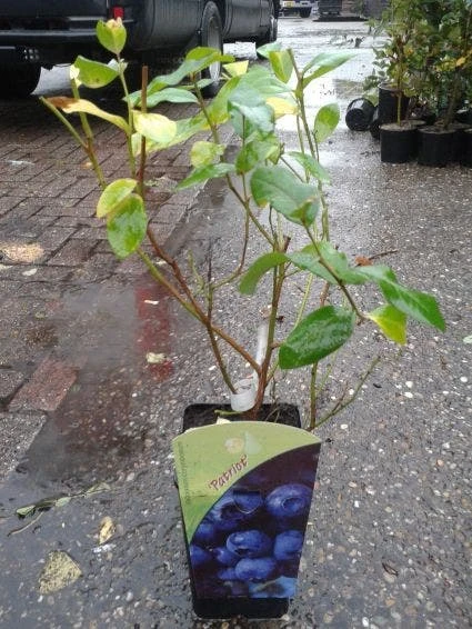Blauwe Bes (Vaccinium Corymbosum 'Patriot') 3 Blauwe Bes (Vaccinium Corymbosum 'Patriot')