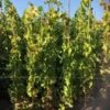 Druif (Vitis Vinifera 'Alphonse Lavalle') -Aanbiedingen Groene Hekken Winkel 20180920 joha ord t2 335 1