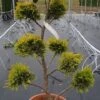 Cupressocyparis Als Bonsai (Cupressocyparis Leylandii 'Gold Rider') 2 Cupressocyparis Als Bonsai (Cupressocyparis Leylandii 'Gold Rider') -Aanbiedingen Groene Hekken Winkel 20190115 160738 1