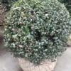 Hulst In Bolvorm (Ilex Altaclerensis ‘Camelliifolia’) -Aanbiedingen Groene Hekken Winkel 20190116 142329 resized 1 1