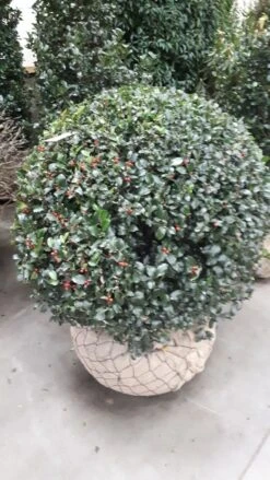 Hulst In Bolvorm (Ilex Altaclerensis ‘Camelliifolia’)