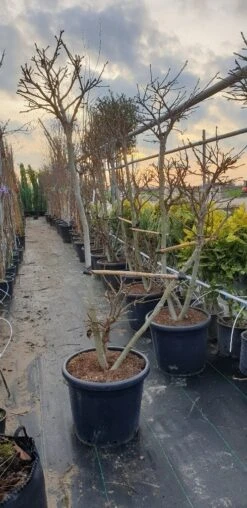 Amberboom Als Bonsai (Liquidambar 'Gum Ball') -Aanbiedingen Groene Hekken Winkel 20190212 165109 resized