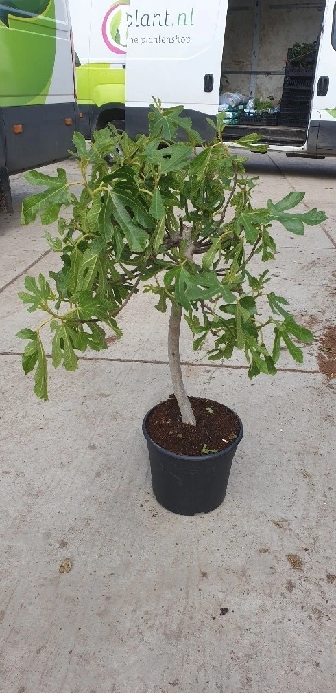 Vijg Op Stam (Ficus Carica) 4 Vijg Op Stam (Ficus Carica) - Afbeelding 2