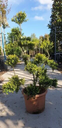 Japanse Hulst Als Bonsai (Ilex Crenata 'Kinme') -Aanbiedingen Groene Hekken Winkel 20190514 085520 resized