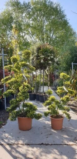 Japanse Hulst Als Bonsai (Ilex Crenata 'Kinme') -Aanbiedingen Groene Hekken Winkel 20190514 085634 resized