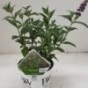 Vlinderstruik (Buddleja Davidii 'Miss Violet') -Aanbiedingen Groene Hekken Winkel 20190612 201646 resized 1