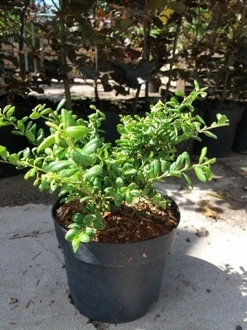 Japanse Hulst (Ilex Crenata 'Green Lustre) 3 Japanse Hulst (Ilex Crenata 'Green Lustre)