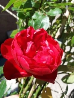 Klimroos (Rosa 'Amadeus') 8 Klimroos (Rosa 'Amadeus') -Aanbiedingen Groene Hekken Winkel 20190629 130707 1