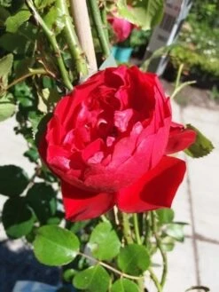 Klimroos (Rosa 'Amadeus') -Aanbiedingen Groene Hekken Winkel 20190629 130841