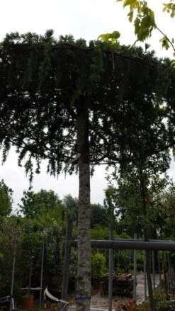 Ceder Als Dakboom (Cedrus Deodara 'Pendula') -Aanbiedingen Groene Hekken Winkel 20190712 120955 3