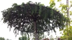 Ceder Als Dakboom (Cedrus Deodara 'Pendula') -Aanbiedingen Groene Hekken Winkel 20190712 121003 2