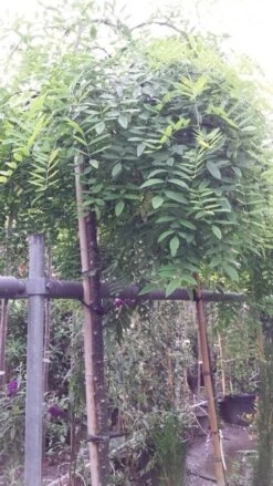 Honingboom (Sophora Japonica 'Pendula') -Aanbiedingen Groene Hekken Winkel 20190712 122954