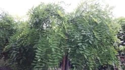 Honingboom (Sophora Japonica 'Pendula') -Aanbiedingen Groene Hekken Winkel 20190712 123019