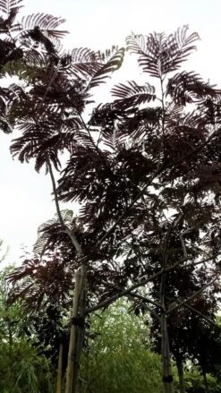 Perzische Slaapboom Als Boom (Albizia Julibrissin 'Summer Chocolate') -Aanbiedingen Groene Hekken Winkel 20190712 123113 1