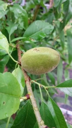 Amandelboom (Prunus Dulcis) -Aanbiedingen Groene Hekken Winkel 20190712 153121 1