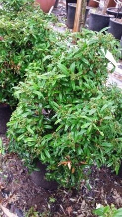 Vuurdoorn Als Bol (Pyracantha 'Navaho') 13 Vuurdoorn Als Bol (Pyracantha 'Navaho') -Aanbiedingen Groene Hekken Winkel 20190712 153414