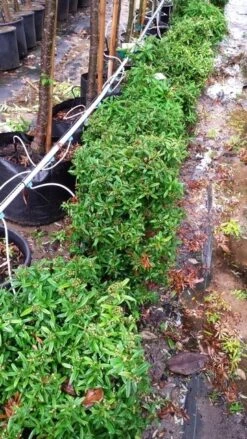 Vuurdoorn Als Bol (Pyracantha 'Navaho') 14 Vuurdoorn Als Bol (Pyracantha 'Navaho') -Aanbiedingen Groene Hekken Winkel 20190712 153510