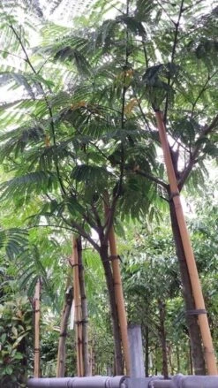 Perzische Slaapboom (Albizia Julibrissin) -Aanbiedingen Groene Hekken Winkel 20190712 160716