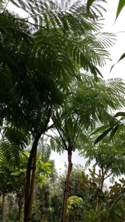 Perzische Slaapboom (Albizia Julibrissin) -Aanbiedingen Groene Hekken Winkel 20190712 160730