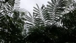 Perzische Slaapboom (Albizia Julibrissin) -Aanbiedingen Groene Hekken Winkel 20190712 160753