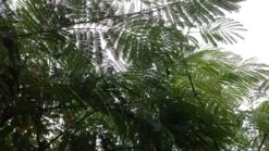 Perzische Slaapboom (Albizia Julibrissin) -Aanbiedingen Groene Hekken Winkel 20190712 160804