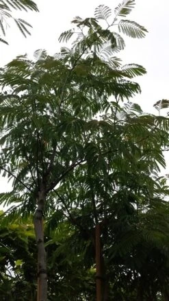 Perzische Slaapboom (Albizia Julibrissin) -Aanbiedingen Groene Hekken Winkel 20190712 160848