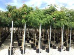 Perzische Slaapboom (Albizia Julibrissin) -Aanbiedingen Groene Hekken Winkel 20190817145629468634