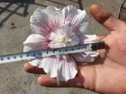 Altheastruik (Hibiscus Syriacus 'Starburst Chiffon') 17 Altheastruik (Hibiscus Syriacus 'Starburst Chiffon') -Aanbiedingen Groene Hekken Winkel 20190820 103412