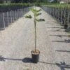 Vijg Op Stam (Ficus Carica 'Panache') 1 Vijg Op Stam (Ficus Carica 'Panache') -Aanbiedingen Groene Hekken Winkel 20200928110358396762