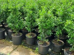 Hulst (Ilex Meserveae 'Heckenfee') -Aanbiedingen Groene Hekken Winkel 20210614 113313 1
