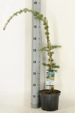 Treurceder (Cedrus Libani 'Glauca Pendula') -Aanbiedingen Groene Hekken Winkel 2022 10 18 11 24 40 window 2