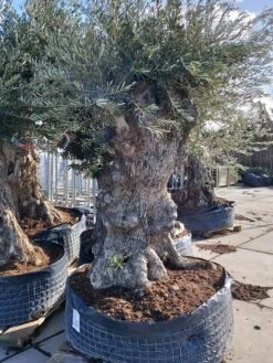 Grote Olijfboom (Olea Europaea) -Aanbiedingen Groene Hekken Winkel 20220217 110431