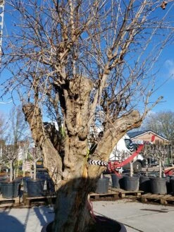 Granaatappel Als Solitair (Punica Granatum) -Aanbiedingen Groene Hekken Winkel 20220217 110658