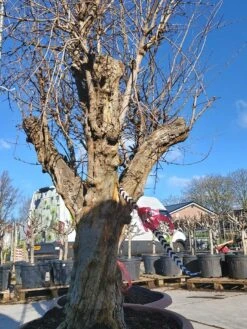 Granaatappel Als Solitair (Punica Granatum) -Aanbiedingen Groene Hekken Winkel 20220217 110708