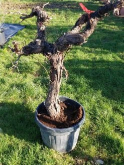 Druif, Op Stam (Vitis Vinifera) -Aanbiedingen Groene Hekken Winkel 20220217 111202