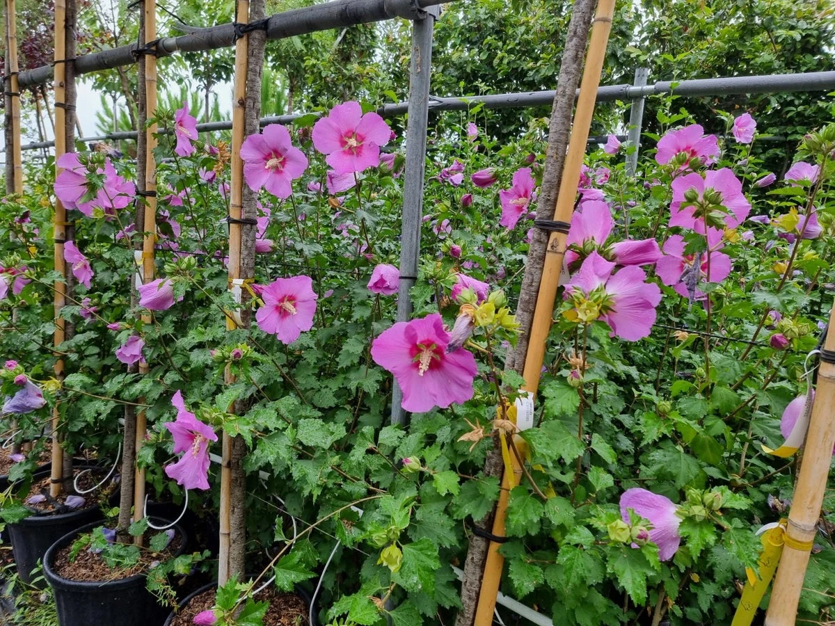 Altheastruik (Hibiscus Syriacus 'Rose Moon') 8 Altheastruik (Hibiscus Syriacus 'Rose Moon') - Afbeelding 6