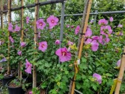 Altheastruik (Hibiscus Syriacus 'Rose Moon') -Aanbiedingen Groene Hekken Winkel 20220817 110039
