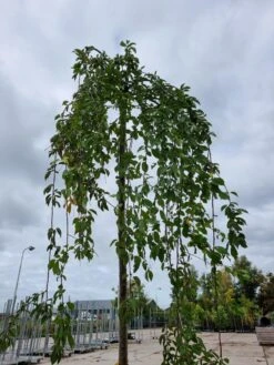 Treursierkers (Prunus Subhirtella 'Pendula Rosea') -Aanbiedingen Groene Hekken Winkel 20221003 124006 2