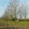 Beverboom (Magnolia Cylindrica) -Aanbiedingen Groene Hekken Winkel 208magnoliacilindricaho 2 1