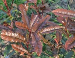 Glansmispel (Photinia Serratifolia ‘Crunchy’) -Aanbiedingen Groene Hekken Winkel 21 rec ret photinia crunchy rev100 jardin 11mars14 1