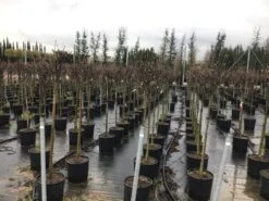 Beverboom Op Stam (Magnolia Soulangeana) 5 Beverboom Op Stam (Magnolia Soulangeana) -Aanbiedingen Groene Hekken Winkel 22