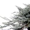 Jeneverbes (Juniperus Horizontalis 'Icee Blue') -Aanbiedingen Groene Hekken Winkel 233100.030c03 2015974 1
