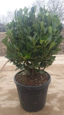 Kardinaalshoed Als Bol (Euonymus Japonicus)