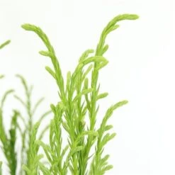 Sikkelden (Cryptomeria Japonica 'Kitayama') -Aanbiedingen Groene Hekken Winkel 2887685 v t5