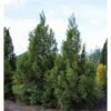 Sikkelden (Cryptomeria Japonica 'Kitayama') -Aanbiedingen Groene Hekken Winkel 2887689 v t5