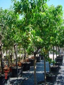 Perzikboom (Prunus Persica) -Aanbiedingen Groene Hekken Winkel 312prunuspersica 3