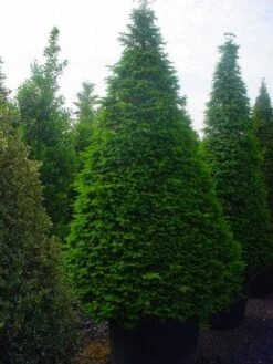 Taxus Als Kegel (Taxus Baccata) -Aanbiedingen Groene Hekken Winkel 344taxusbaccatakegel 9