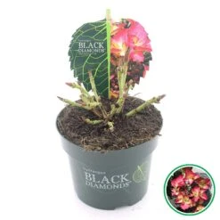 Hortensia (Hydrangea Black Diamonds Dark Angel) -Aanbiedingen Groene Hekken Winkel 3 4 2