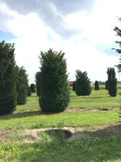 Grote Venijnboom (Taxus Baccata) -Aanbiedingen Groene Hekken Winkel 400450x 150 200