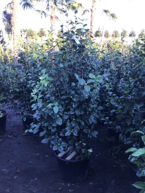 Camelia (Camellia Japonica 'Purity') 4 Camelia (Camellia Japonica 'Purity') - Afbeelding 2